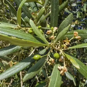 Zeytin Çiçeği Ne Zaman Açar ve Meyveye Nasıl Dönüşür? 