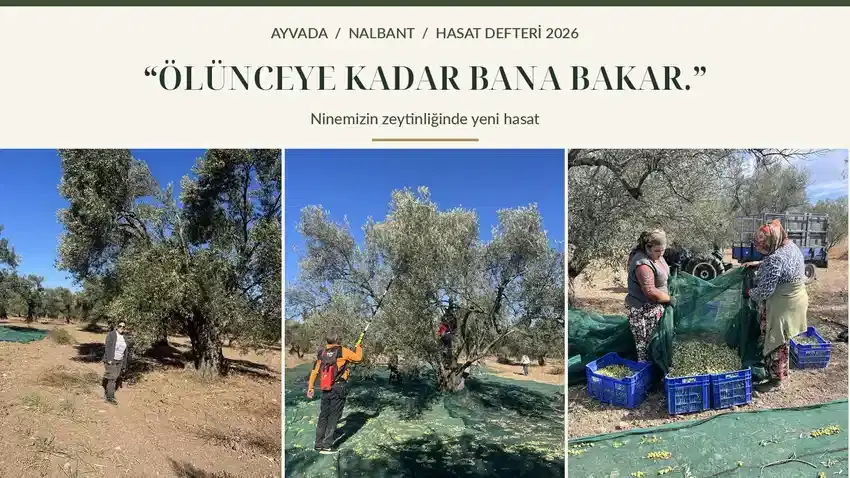 2026 Nalbant Zeytin Hasadı: Ninemizin Mirası 