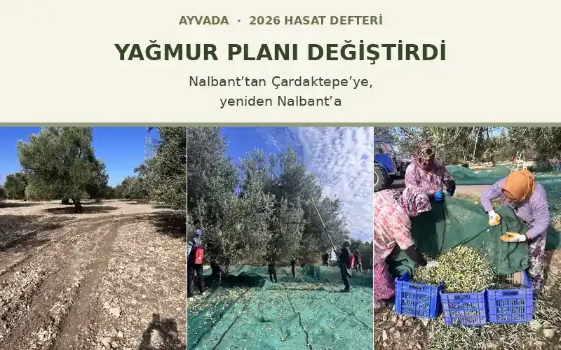 2026 Yağmur Sonrası Hasat Nalbant Çardaktepe
