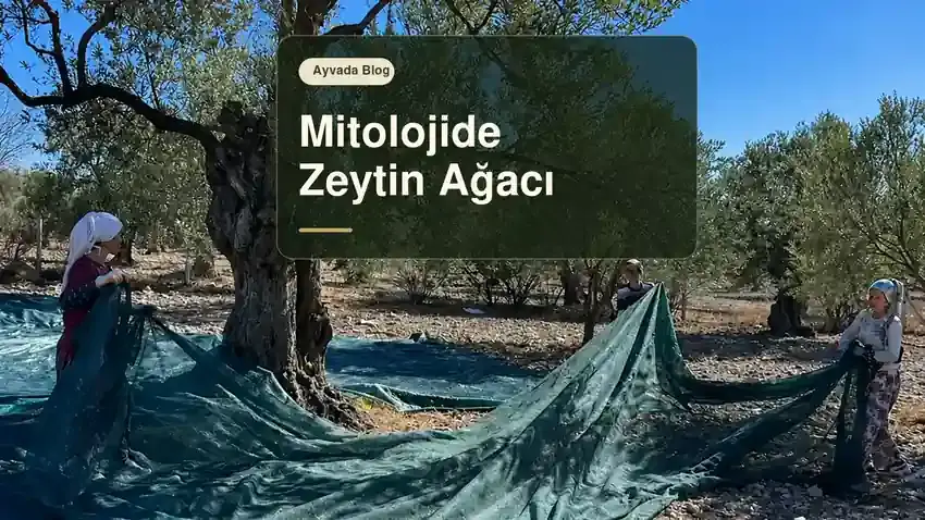 Mitolojide Zeytin Ağacının Hikayesi