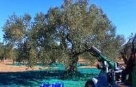 Zeytin Hasadı Nasıl Yapılır? Zeytin Nasıl Toplanır?
