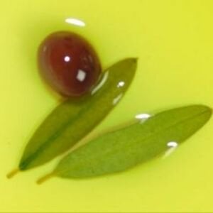 Ayvalık Olgun Hasat Natürel Sızma Zeytinyağı 500 ML Cam Şişe