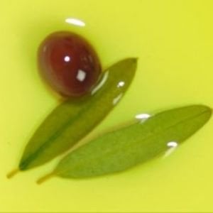 Ayvalık Olgun Hasat Natürel Sızma Zeytinyağı 250 Ml Siyah Cam