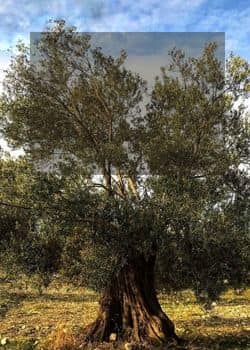 ayvada zeytinyağı popüler ürünler