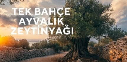 Ayvada ayvalik tek bahce soguk sikim naturel sizma zeytinyagi